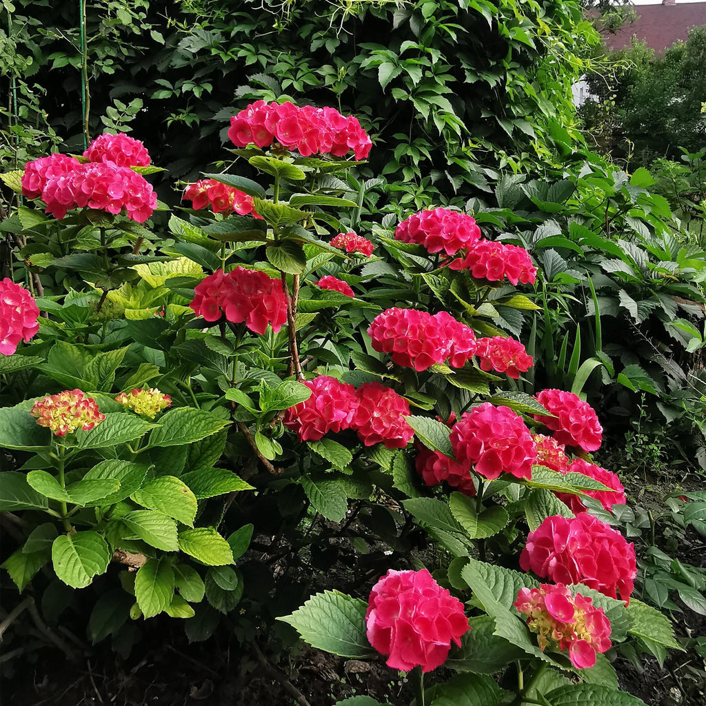 Bolhortensia rood, heester met rode bloembollen, groene bladeren