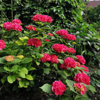 Bolhortensia rood, heester met rode bloembollen, groene bladeren