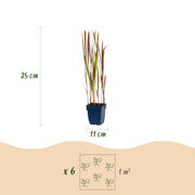 Imperata cylindrica Red Baron - Japans bloedgras - Rode uitlopers - Rood - 6 Planten