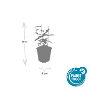 Hypericum inodorum &