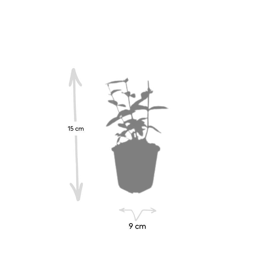 Hypericum inodorum 'Annebel', kenmerkend blad