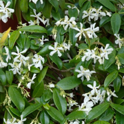 Sterjasmijn Trachelospermum jasminoides, geurig, 6 pluggen