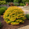Japanse esdoorn Acer palmatum Summergold