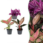 3x Baby Paradise Mix met jonge kamerplanten