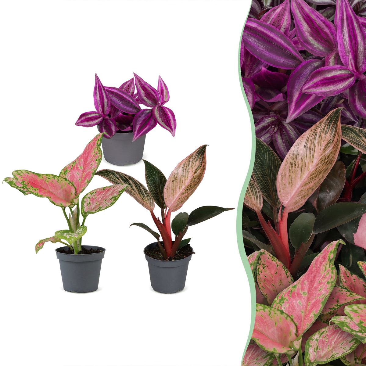 3x Baby Paradise Mix met jonge kamerplanten