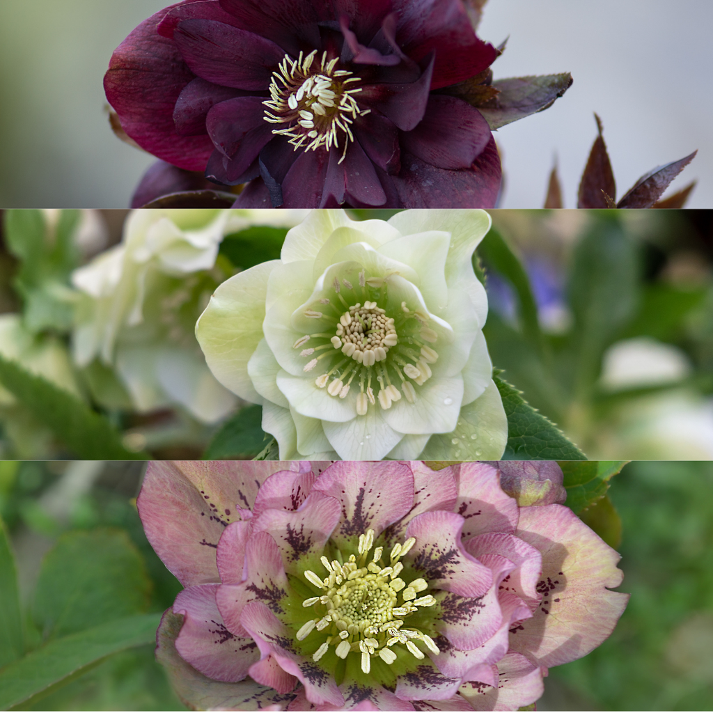 Helleborus Specials, sierlijke plant