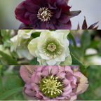 Helleborus Specials, sierlijke plant