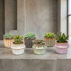 Succulenten Set van 6 in Keramische Mini Potjes Barcelona, kenmerkend blad