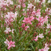 Gaura lindh. Florgauros - Prachtkaars - Bijen- en vlinderlokkers - Roze - 6 Planten