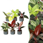6x Baby Philodendron Family