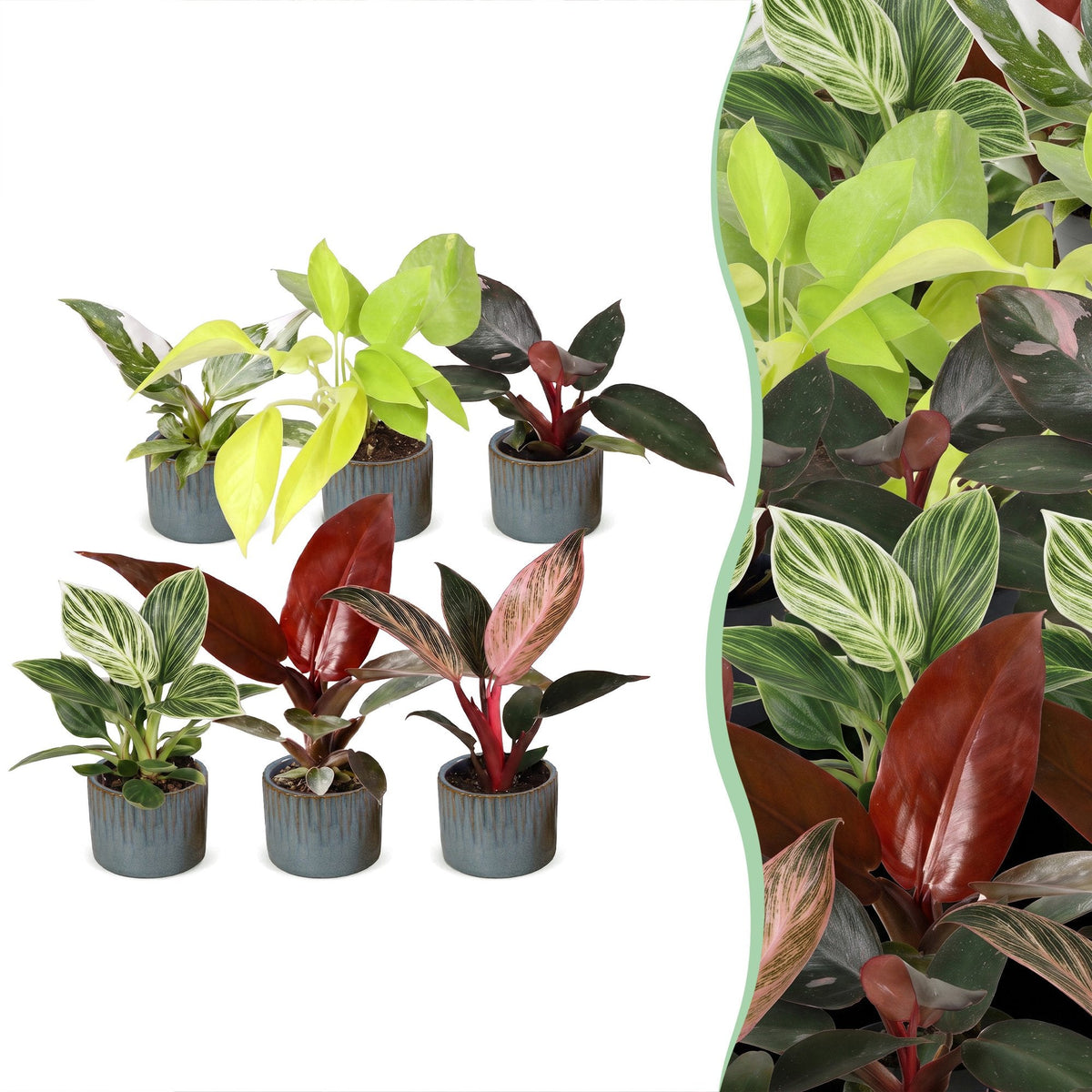 6x Baby Philodendron Family