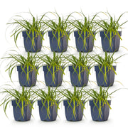 Carex oshimensis &