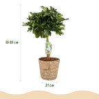 Schefflera Gold Capelle, groene bladeren