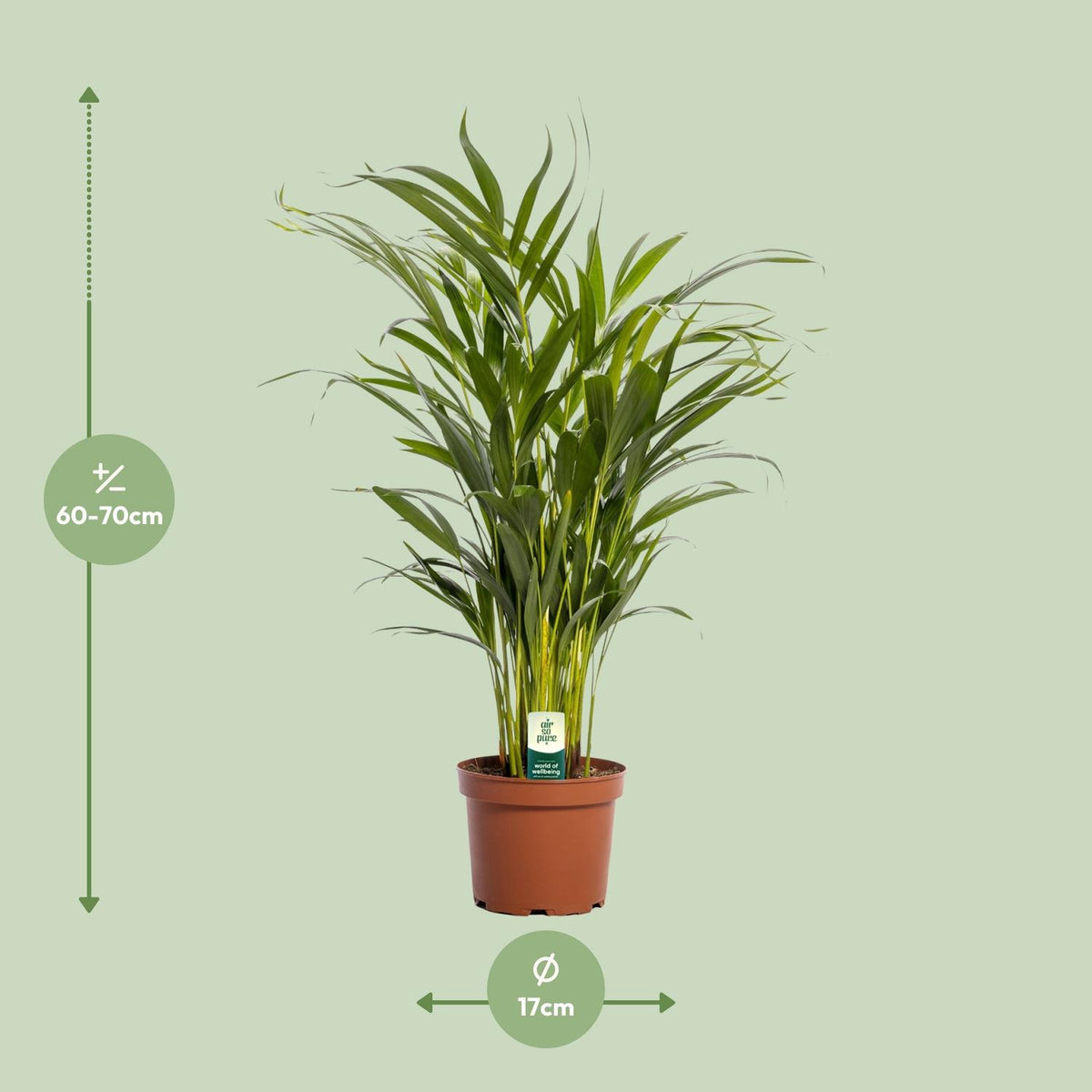 Detailfoto van Dypsis Lutescens