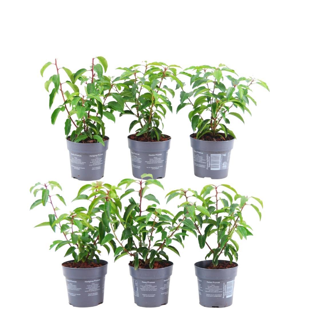 6 x 1 meter Prunus lusitanica 'Angustifolia', plant in pot