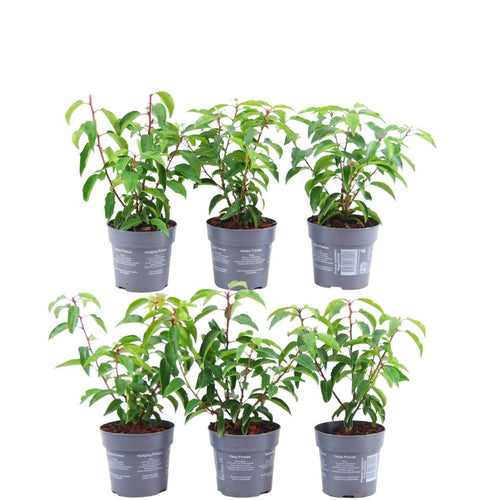 6 x 1 meter Prunus lusitanica 'Angustifolia', plant in pot