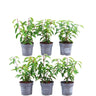 6 x 1 meter Prunus lusitanica 'Angustifolia'