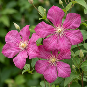 Clematis &