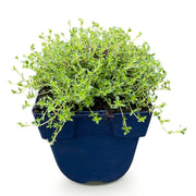 Thymus praecox Albiflorus - Witte kruiptijm - Geurend - Wit