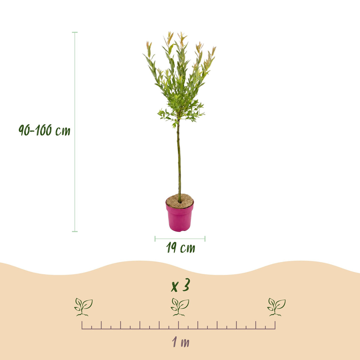 Salix 'Flamingo', bontbladige wilg, 90 tot 100 cm hoog, kenmerkend blad