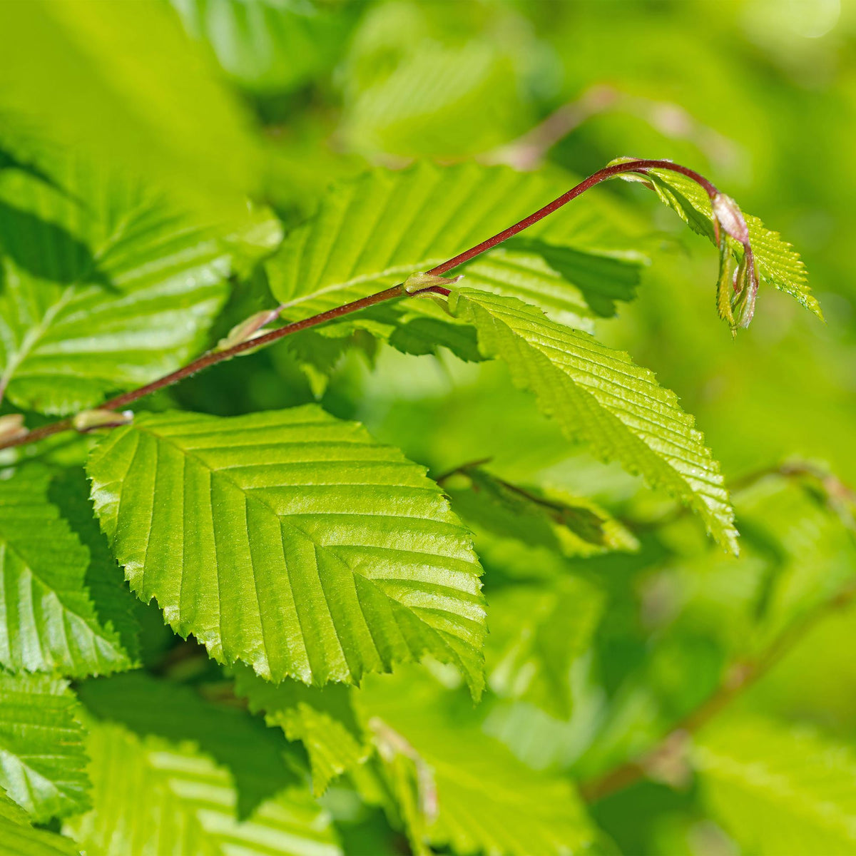 Carpinus betulus, detail van het blad
