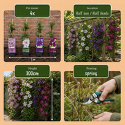 Clematis rainbow mix - bosrank in vier kleuren - set van 8 - Ø9 cm