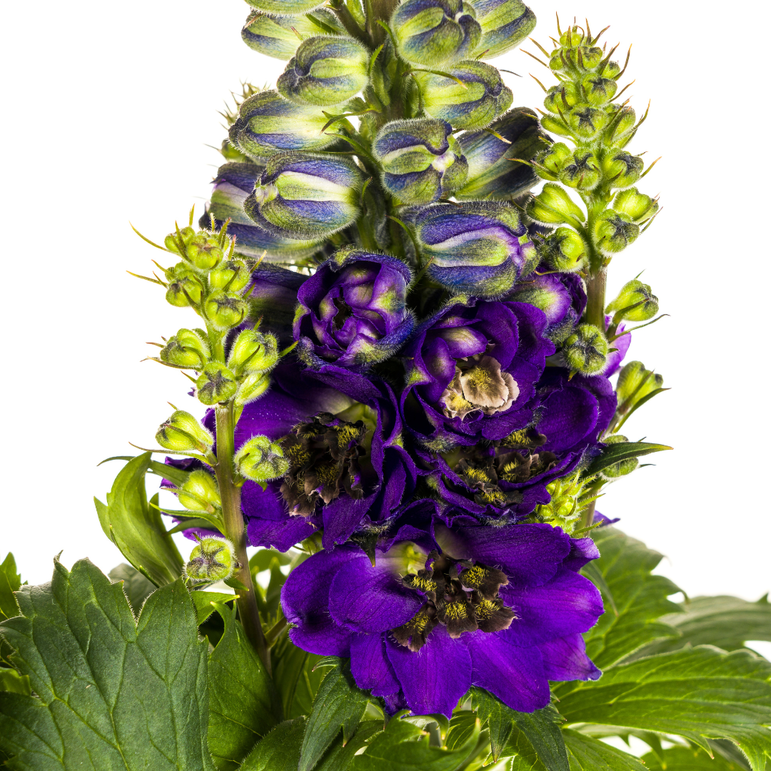 Delphinium Elatum Purple, kenmerkend blad