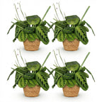 Maranta Fascinator Lemon Lime met mand, kenmerkend blad