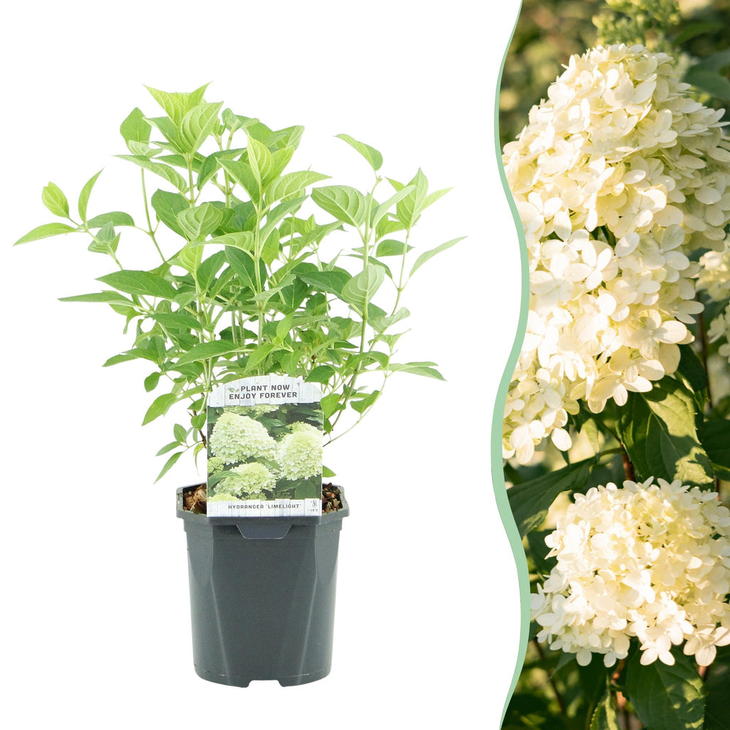 Hydrangea panniculata Limelight, detail van het blad