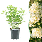 Hydrangea panniculata Limelight, detail van het blad