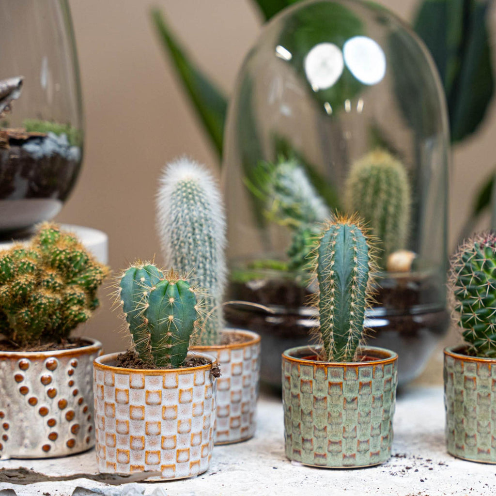 Cactus Set van 6 in Keramische Mini Potjes Madrid, gezonde plant