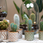 Cactus Set van 6 in Keramische Mini Potjes Madrid, gezonde plant