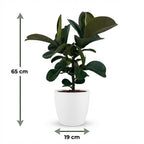 Rubberplant (Ficus Elastica Cloe), groeiwijze van de plant