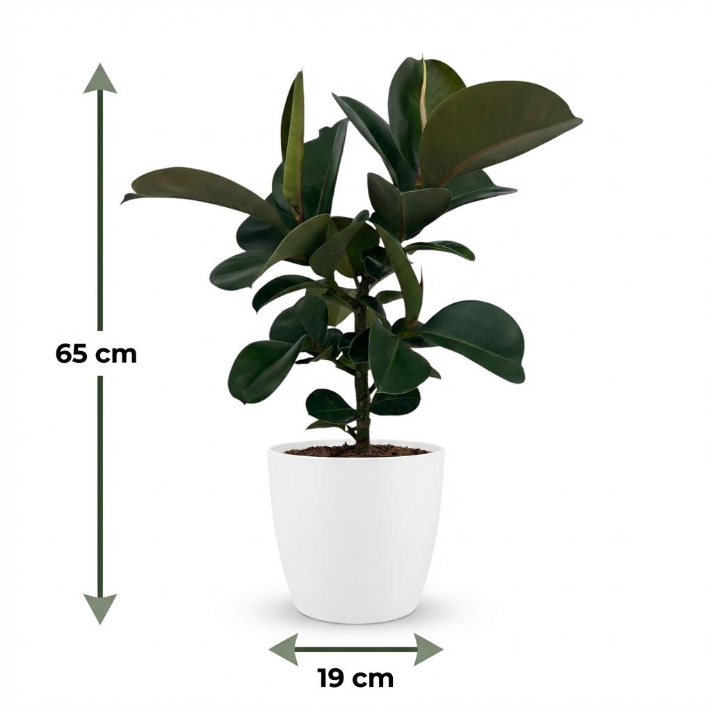 Rubberplant (Ficus Elastica Cloe), groeiwijze van de plant