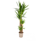 Yucca Elephantipes, plant in pot