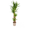 Yucca Elephantipes