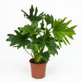 Philodendron Lickety Split, detail van het blad