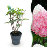 Pluimhortensia Living Pink & Rose