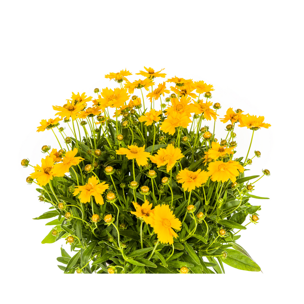 Coreopsis Grandiflora, groeiwijze van de plant