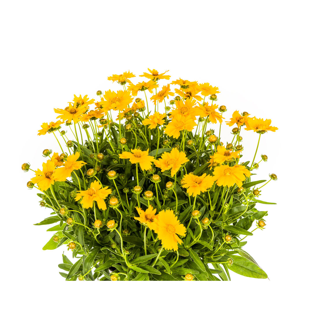 Coreopsis Grandiflora, groeiwijze van de plant