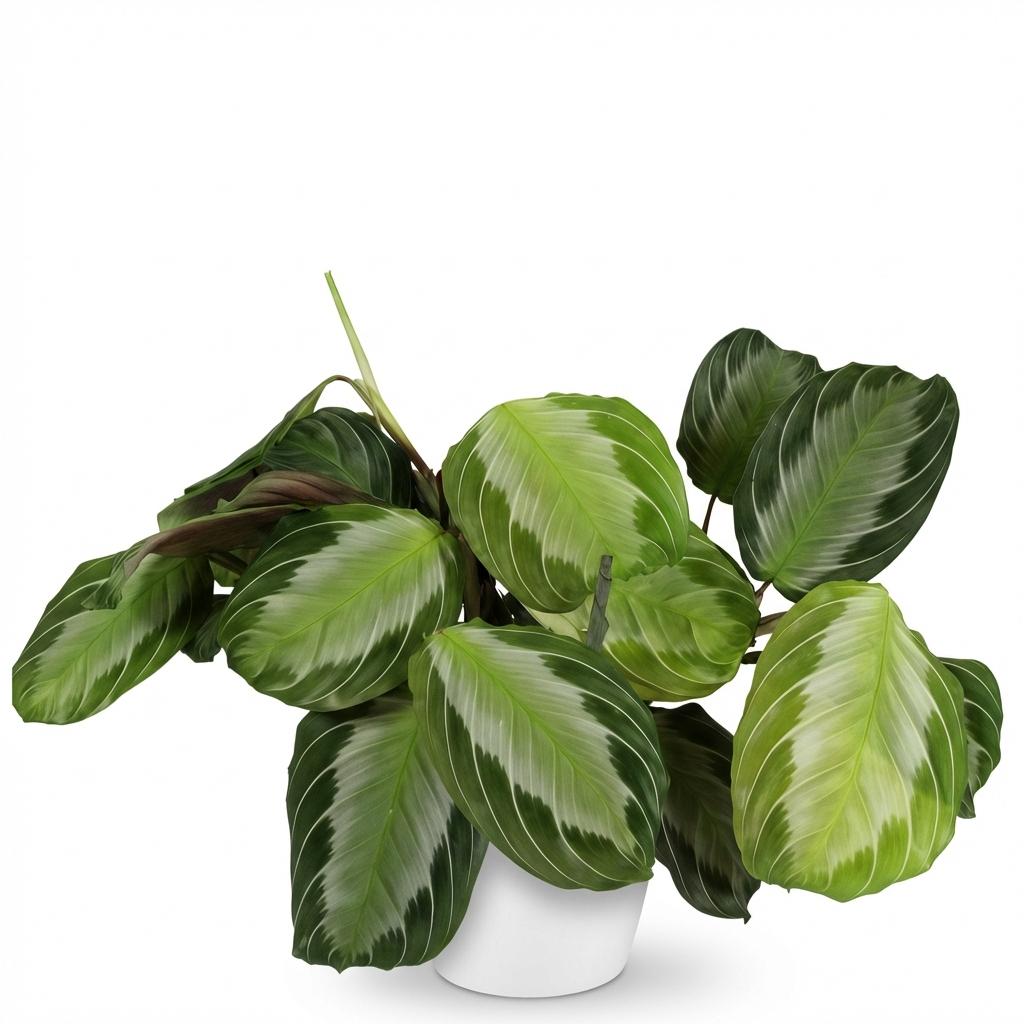 Maranta Fascinator Silverband met witte pot, plant in pot
