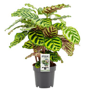 Calathea Makoyana, 45 cm hoog