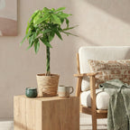 Pachira Aquatica gevlochten stam, plant in pot