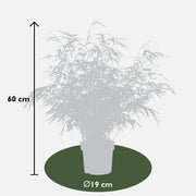 Fargesia rufa, bladhoudende bamboe, 60 cm hoog