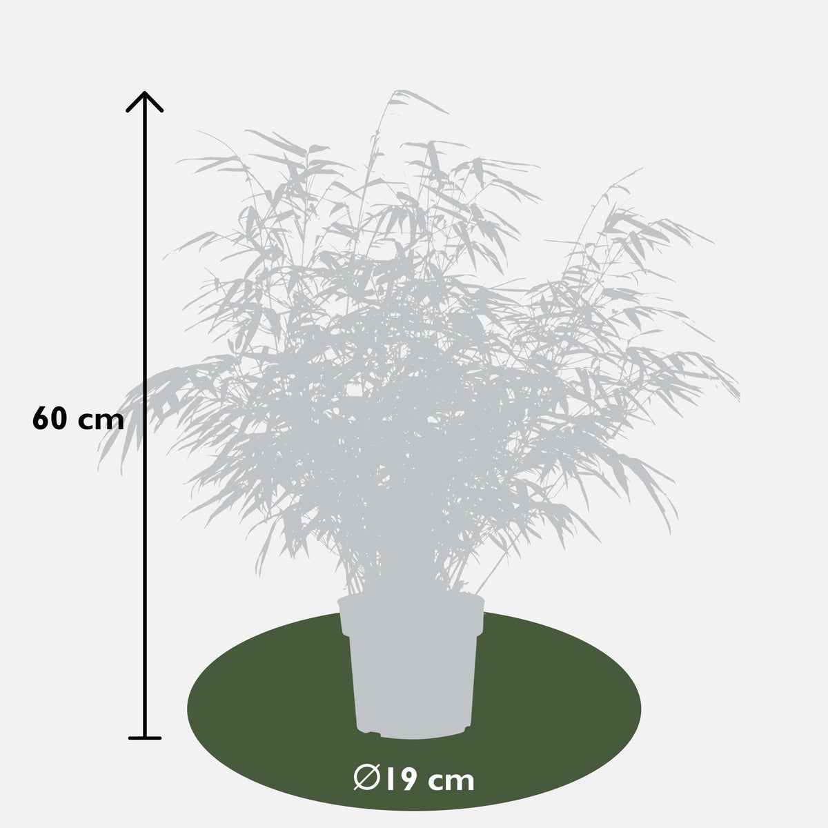Productafbeelding van Pureplant