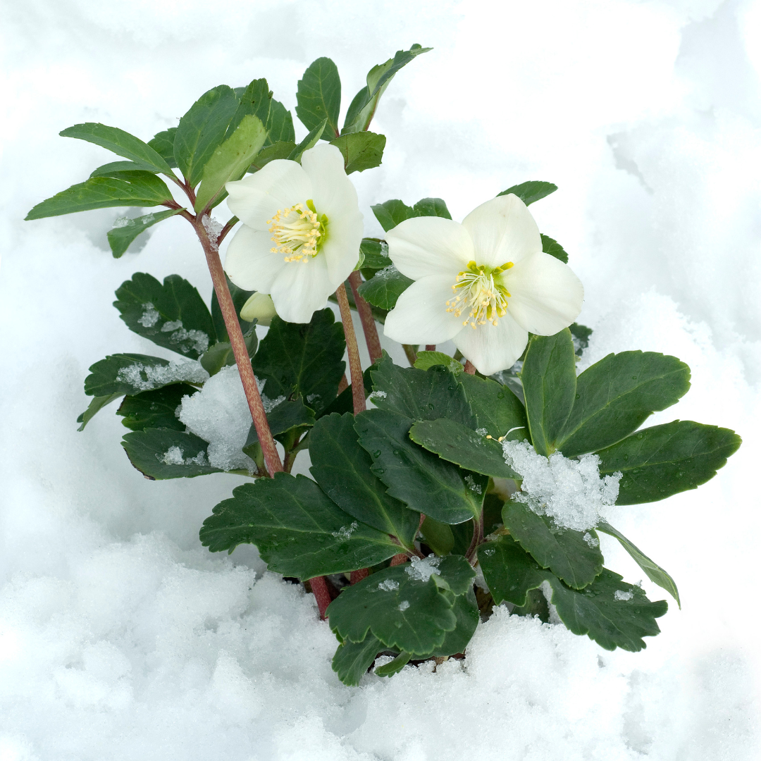 Productafbeelding van Pureplant