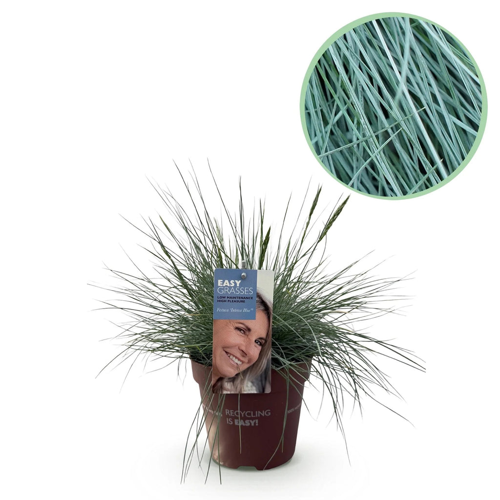 Festuca glauca Intense Blue, 50 cm hoog, plant in pot