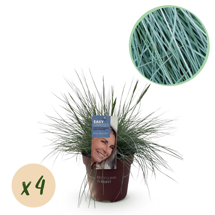 Festuca glauca Intense Blue, 50 cm hoog
