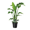 Productfoto van Strelitzia Nicolai