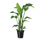 Productfoto van Strelitzia Nicolai